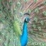 Peacock King's Avatar