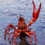 Lobster King's Avatar